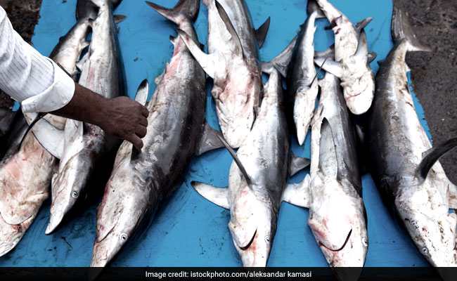 Should You Avoid Eating Fish During Monsoon?