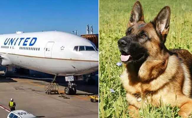 जब प्लेन में हुई एक कुत्ते की गलती से 'हेरा-फेरी', तो एयरलाइन ने मांगी माफी