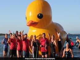 Giant Yellow Duck, Missing For A Week, Finally Found In Australia Giant Yellow Duck, Missing For A Week, Finally Found In Australia