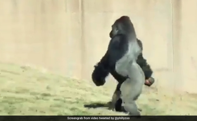 Gorilla Filmed Walking Like A Human. Zoo Officials Explain Why He Does It