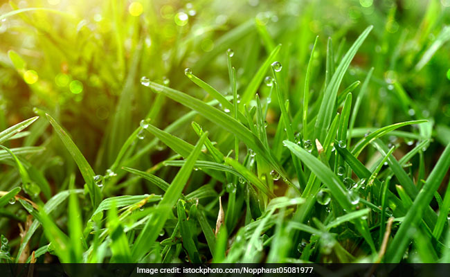 Walk Barefoot On The Grass, It Can Improve Your Health