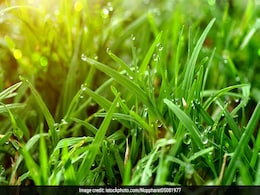 आंखों, मुंह के छालों, पेट की परेशानियों और बवासीर में दिलाए आराम, जानें 'दूब' घास के फायदे आंखों, मुंह के छालों, पेट की परेशानियों और बवासीर में दिलाए आराम, जानें 'दूब' घास के फायदे