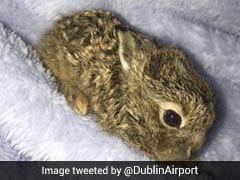 Freezing Baby Hare Rescued From Snow At Dublin Airport. Twitter's In Love