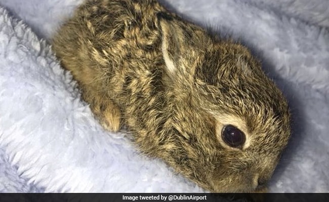 Freezing Baby Hare Rescued From Snow At Dublin Airport. Twitter's In Love