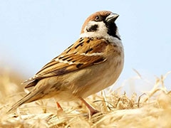 World Sparrow Day: Twitter Concerned Over Disappearing Avian Companions
