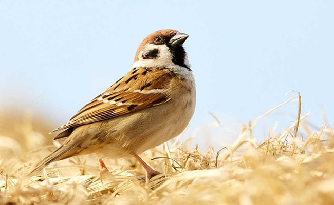 World Sparrow Day 2025: Know History, Significance Of The Day World Sparrow Day 2025: Know History, Significance Of The Day