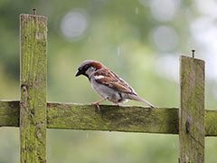 உலக சிட்டுக்குருவிகள் தினம்: பாதுகாக்கப்பட வேண்டிய பறவை சிட்டுக்குருவி