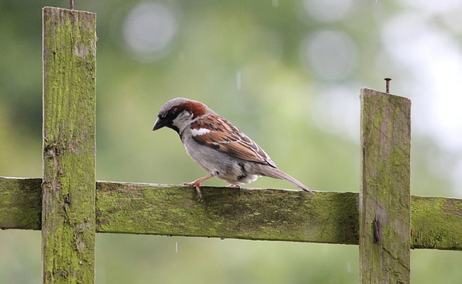 World Sparrow Day: How Bengaluru's 'Sparrow Man' Is Saving House Sparrows From Extinction