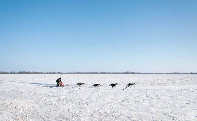 'I Would Have Died If Someone Didn't Come': Stranded Iditarod Racer's Ordeal