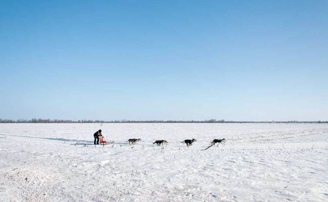 "I Would Have Died If Someone Didn't Come": Stranded Iditarod Racer's Ordeal