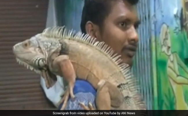 Indore Juice Shop Owner Pays 2 Lakhs For Pet Iguanas, Draws Huge Crowds