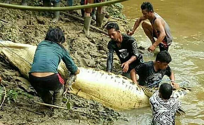 Human Leg, Arm Found Inside 20-Foot Crocodile In Indonesia