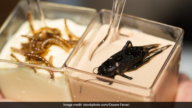 Creamy Or Creepy? Insect Ice-creams Are A thing Now!