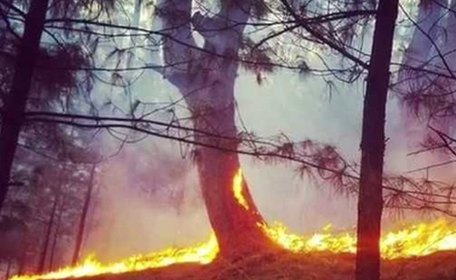 Massive Forest Fires In 4 Districts Of Jammu And Kashmir