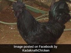 कोरोना काल में बढ़ रही पोषक तत्वों से भरपूर इस मुर्गे की मांग, नाम है कड़कनाथ...