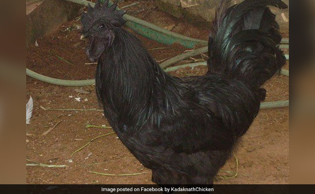 Madhya Pradesh And Chhattisgarh's New Bone Of Contention - The Kadaknath Chicken