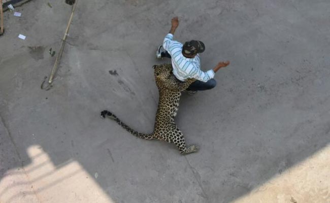 On Camera, Leopard Causes Panic In Indore Housing Colony, 3 Hurt