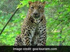 Man Sets 4 Leopards Free From Enclosure In Goa Wildlife Santuary's Zoo