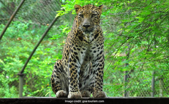 Man Sets 4 Leopards Free From Enclosure In Goa Wildlife Santuary's Zoo