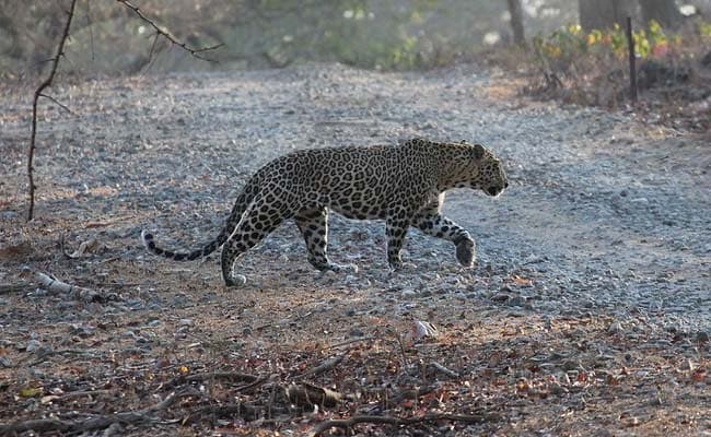 Leopard Attacks 3 People In Residential Colony In Jaipur Leopard Attacks 3 People In Residential Colony In Jaipur