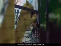 Watch: Children Were Allowed Into A Lion's Cage. Then, A Girl Was Attacked Watch: Children Were Allowed Into A Lion's Cage. Then, A Girl Was Attacked
