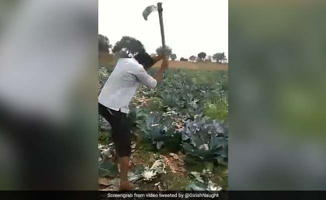 Angry Farmer In Maharashtra Destroys Cauliflower Crop, Video Goes Viral: Watch