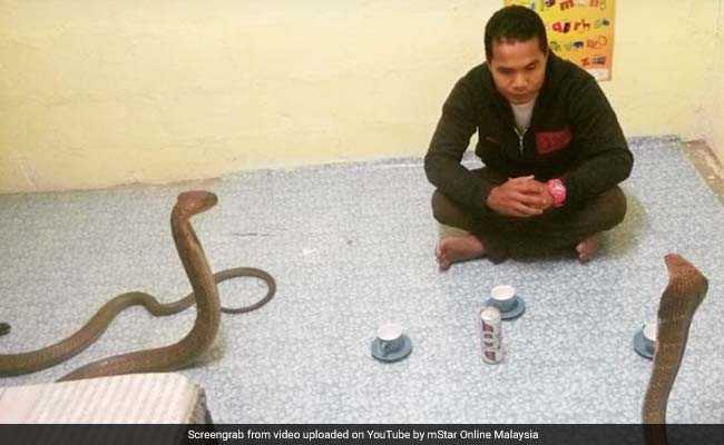 He Was Known As Malaysia's 'Snake Whisperer' - Until A Cobra Fatally Bit Him