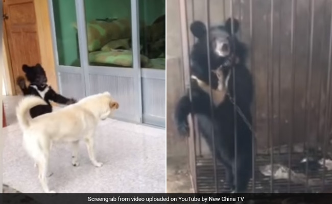 VIDEO: कुत्ता समझ घर ले आया भालू का बच्चा! दो पैरों में खड़ा हुआ तो उड़ गए होश