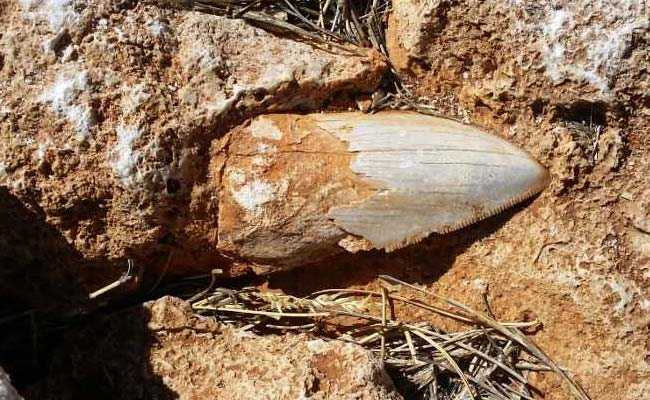 A Fossilized Tooth Of A Giant Shark Sat Undisturbed At A Secret Location Then It Was Stolen