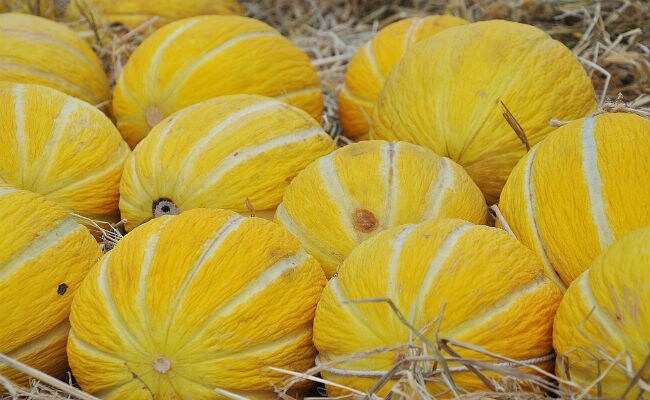 Listeria Outbreak In Australia Kills 3 After They Consumed Contaminated Melon