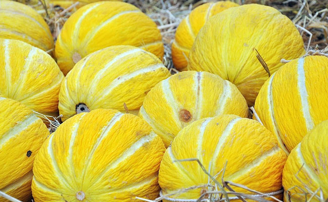 Listeria Outbreak In Australia Kills 3 After They Consumed Contaminated Melon