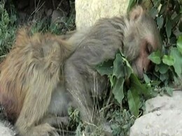 उत्तर प्रदेश : चाऊमीन चटनी खाने से गई 100 से अधिक बंदरों की जान उत्तर प्रदेश : चाऊमीन चटनी खाने से गई 100 से अधिक बंदरों की जान