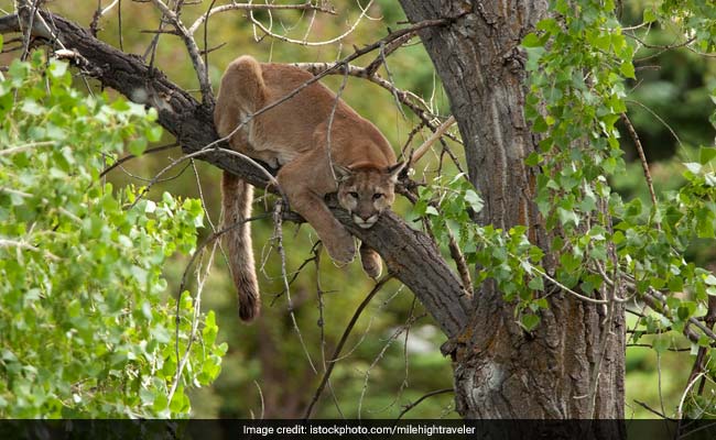 Mountain Lion Roamed Into Southern California Neighborhood, Had 'Staring  Contest' With Resident