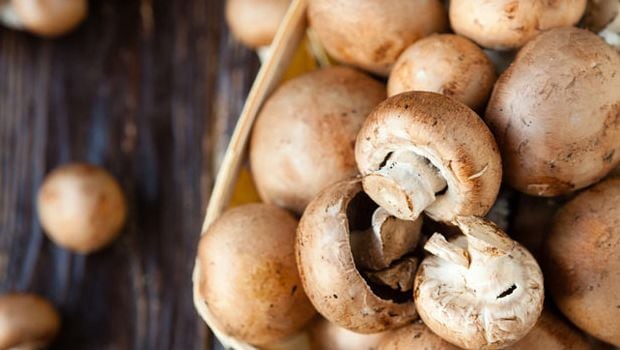 How Mushrooms Can Aid In Diabetes Treatment