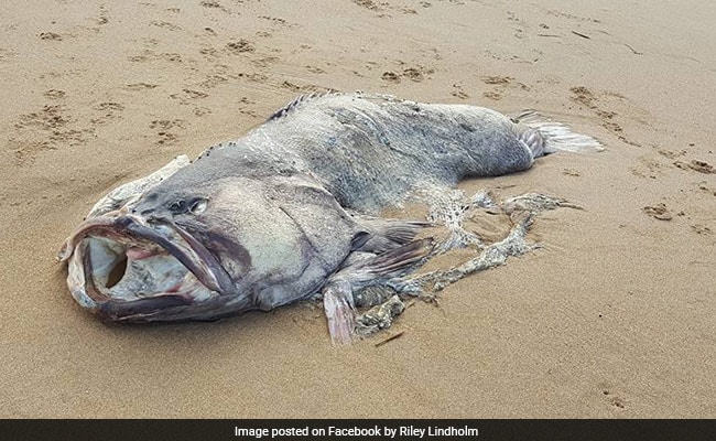 'Monster' Fish Weighing 150 Kgs Washes Up On Australian Beach