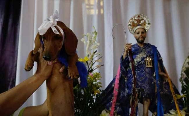 At This Festival, Pet Owners Seek Divine Intervention To Cure Dogs