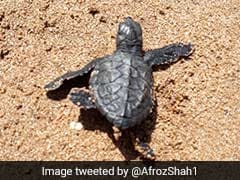 Olive Ridley Turtles: The Nesting Site In Mumbai Beach And Chatter Around it