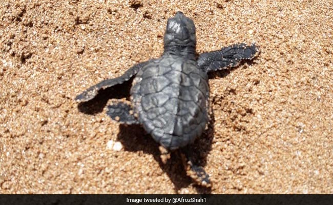 Olive Ridley Turtles: The Nesting Site In Mumbai Beach And Chatter Around it