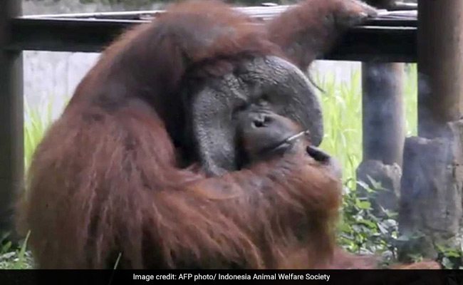 Orangutan Caught Smoking Cigarette On Camera. Video Is Viral