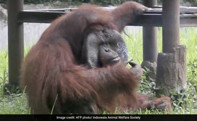 orangutansmokes cigarette indonesia 650 2