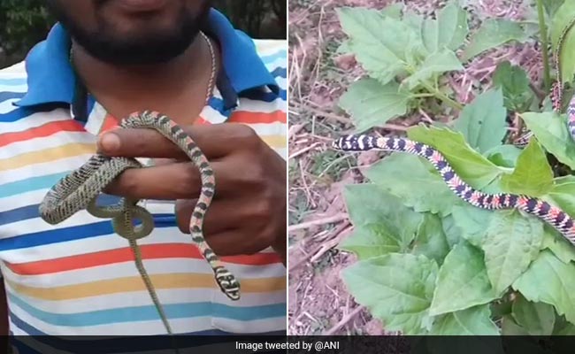 Rare Ornate Flying Snake Rescued In Odisha