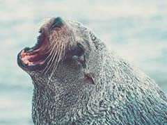 The Otter Seemed 'Cute' - Until It Leaped On Her Kayak And Lunged At Her Face