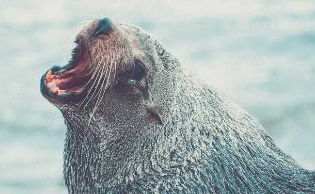 The Otter Seemed 'Cute' - Until It Leaped On Her Kayak And Lunged At Her Face