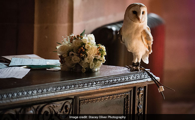 owl disrupts wedding
