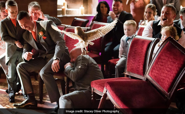 Ring-Bearer Owl Goes Rogue, Disrupts Wedding And Attacks Best Man