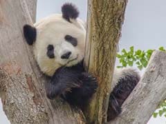 China Plans Panda Park That Will Dwarf Yellowstone