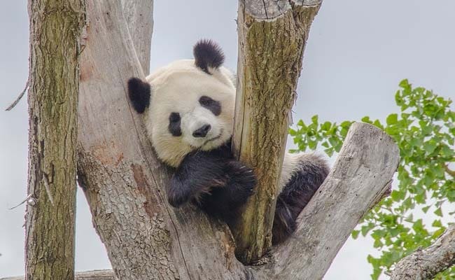 China Plans Panda Park That Will Dwarf Yellowstone