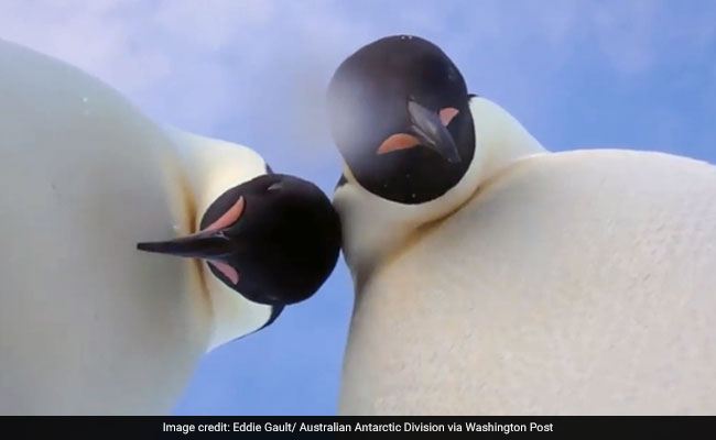 Penguins Found A Camera - And Then Filmed Themselves. Watch