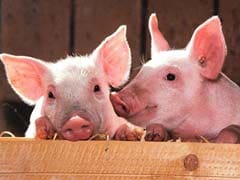 Scientists Develop Pigs For Human Transplants In Japan