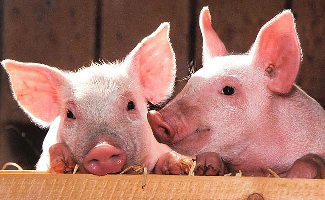 Scientists Develop Pigs For Human Transplants In Japan